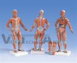 Muscular Figure, 1/4 life size, 2 part